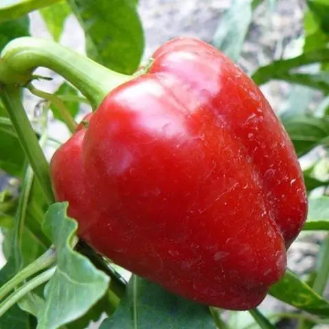 The best varieties of sweet pepper for the Urals