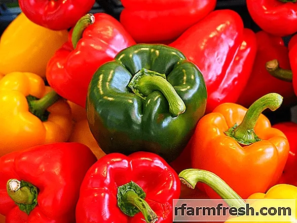 The best varieties of sweet pepper for the Urals