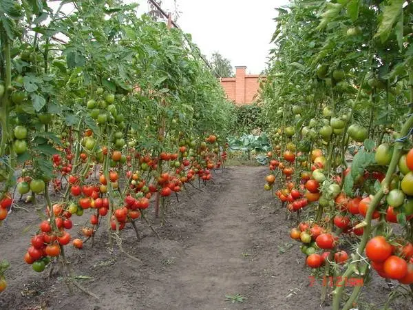 The best varieties of tall tomatoes for open ground