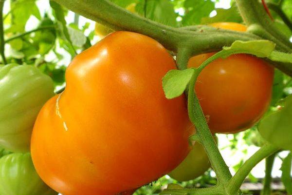 The best varieties of tall tomatoes for open ground