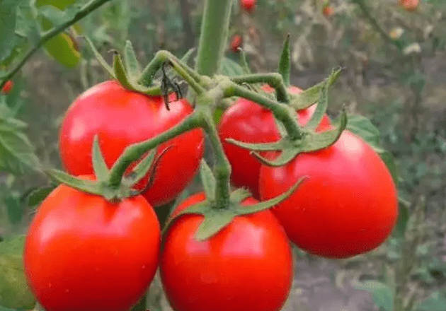 The best varieties of tall tomatoes for open ground