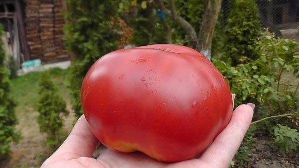 The best varieties of tall tomatoes for open ground