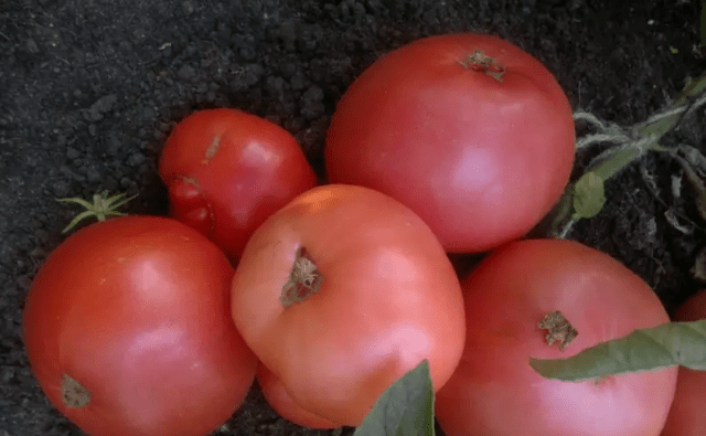 The best varieties of tall tomatoes for open ground