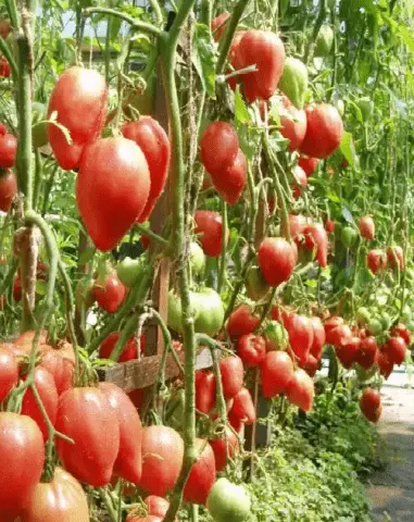 The best varieties of tall tomatoes for open ground