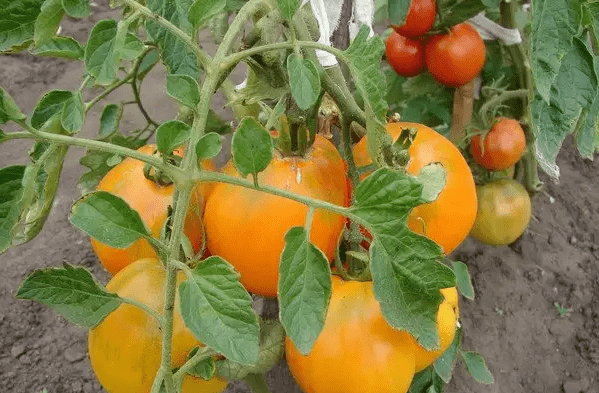 The best varieties of tall tomatoes for open ground