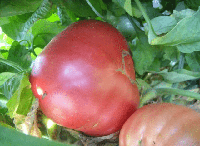 The best varieties of tall tomatoes for open ground