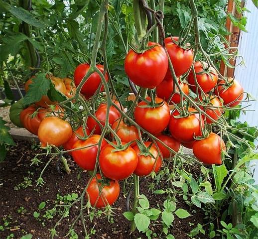 The best varieties of tall tomatoes for open ground