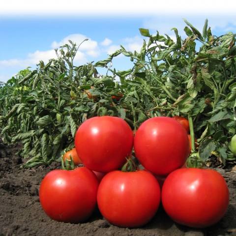 The best varieties of tomatoes for 2022