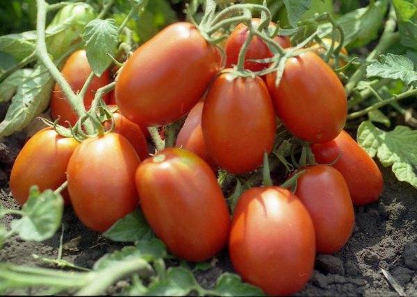 The best varieties of tomatoes for 2022