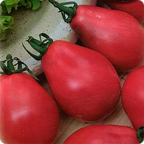 The best varieties of tomatoes for 2022