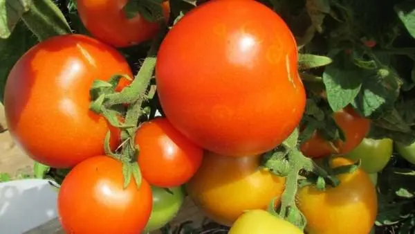 The best varieties of tomatoes for 2022