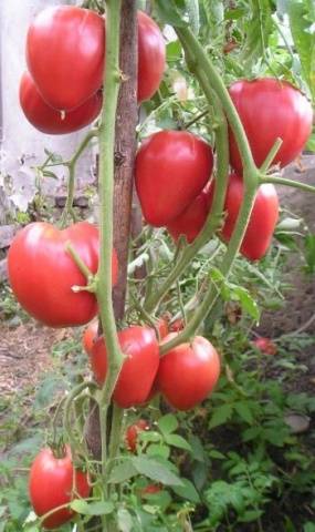 The best varieties of tomatoes for 2022