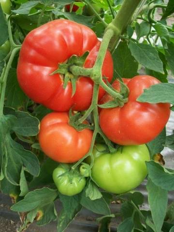 The best varieties of tomatoes for 2022