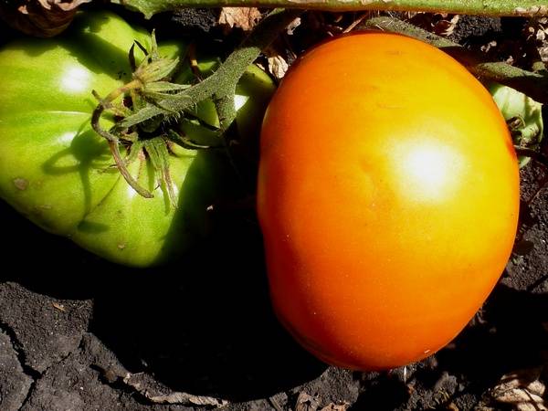 The best varieties of tomatoes for 2022