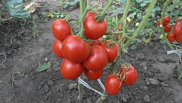 The best varieties of tomatoes for open ground