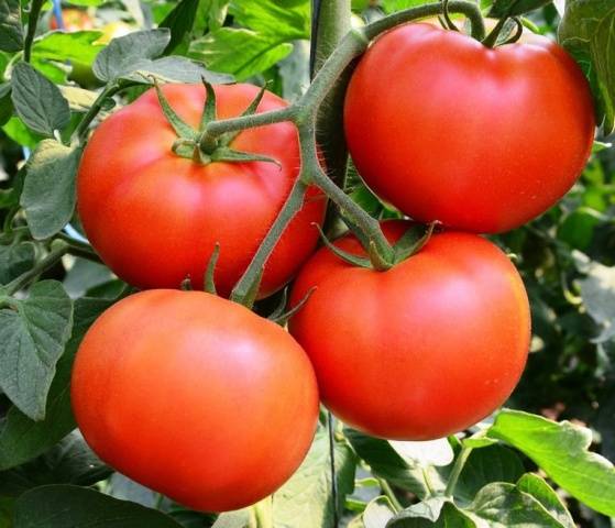 The best varieties of tomatoes for open ground