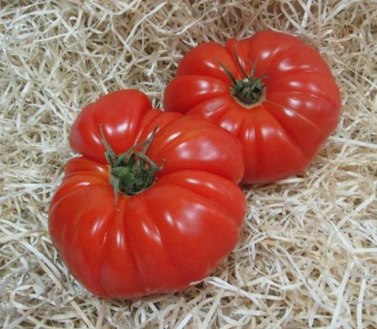 The best varieties of tomatoes for open ground