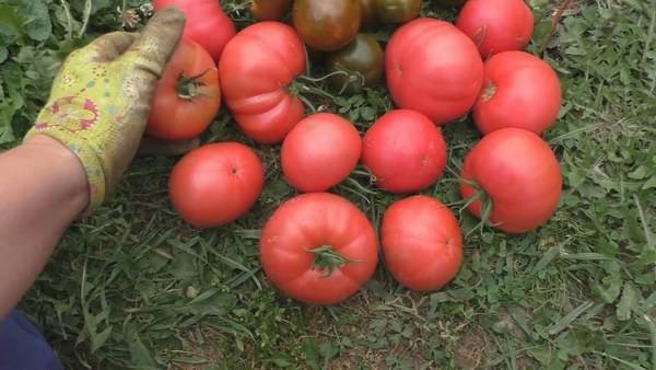 The best varieties of tomatoes for open ground