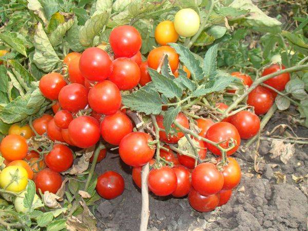 The best varieties of tomatoes for open ground