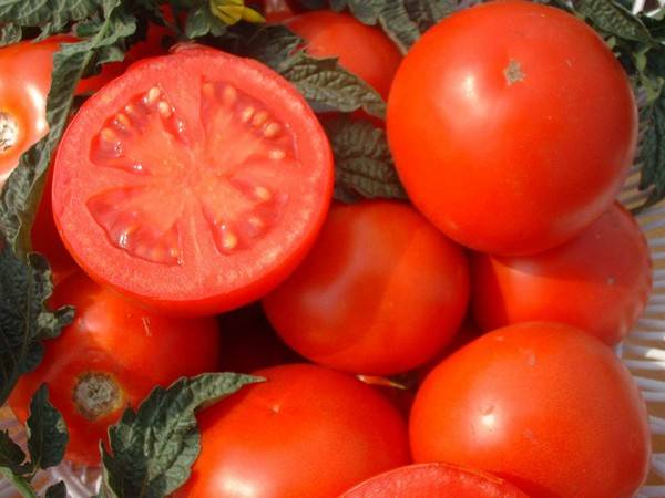 The best varieties of tomatoes for open ground