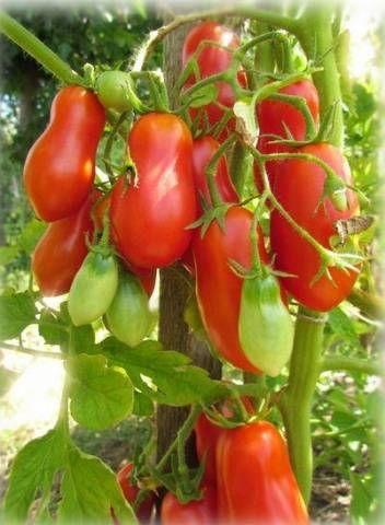 The best varieties of tomatoes for pickling and canning 