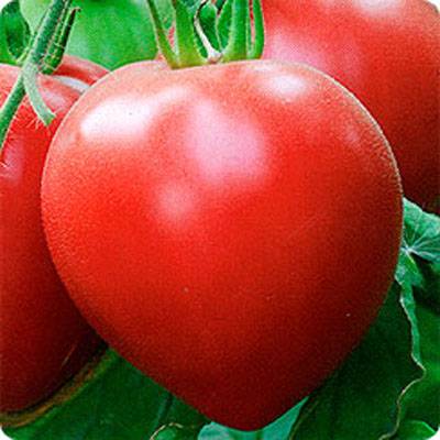 The best varieties of tomatoes for pickling and canning 