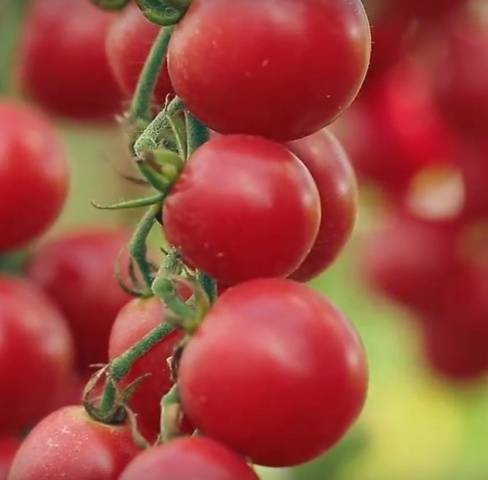 The best varieties of tomatoes for pickling and canning 