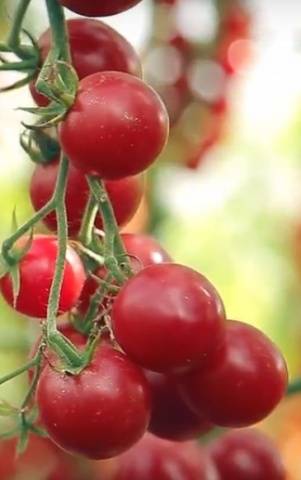 The best varieties of tomatoes for pickling and canning 