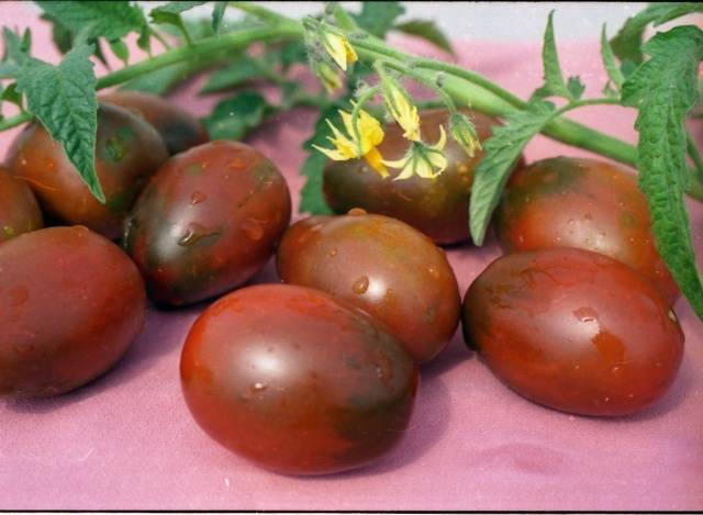 The best varieties of tomatoes for pickling and canning 