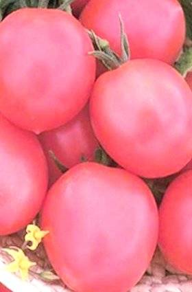 The best varieties of tomatoes for pickling and canning 