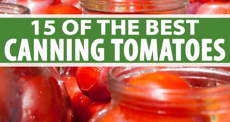 The best varieties of tomatoes for pickling and canning 