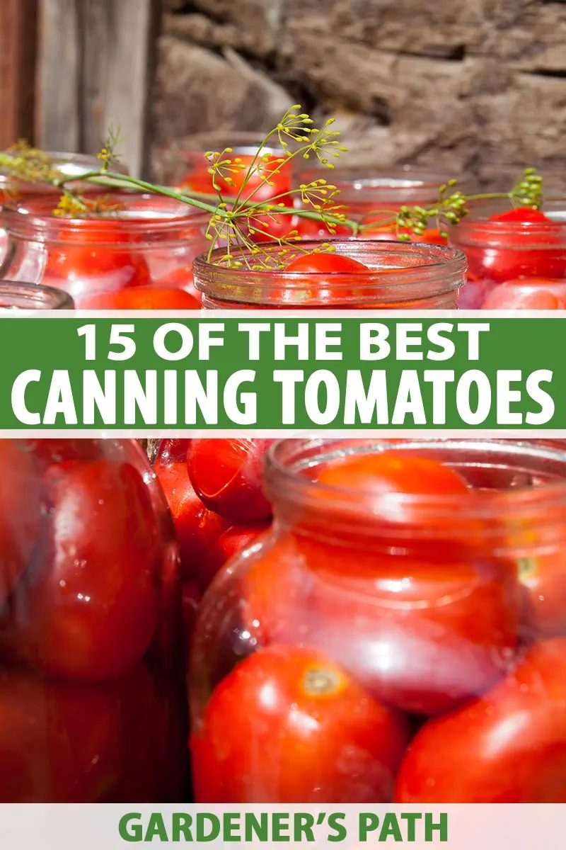 The best varieties of tomatoes for pickling and canning 