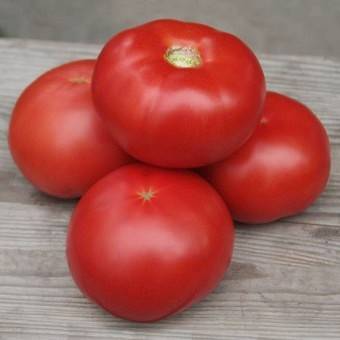 The best varieties of tomatoes for polycarbonate greenhouses