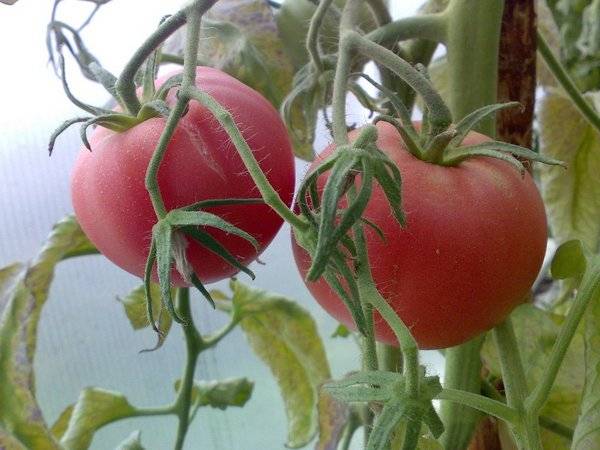 The best varieties of tomatoes for polycarbonate greenhouses