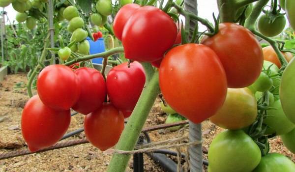 The best varieties of tomatoes for polycarbonate greenhouses