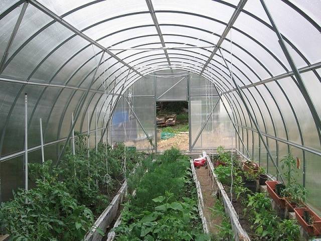 The best varieties of tomatoes for polycarbonate greenhouses