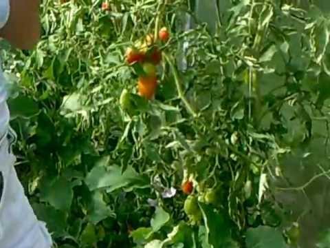 The best varieties of tomatoes for polycarbonate greenhouses