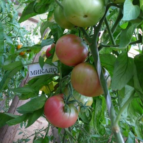 The best varieties of tomatoes for polycarbonate greenhouses