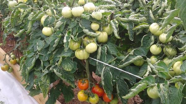 The best varieties of tomatoes for polycarbonate greenhouses