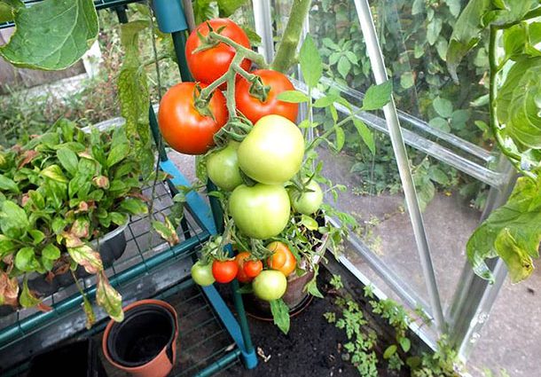 The best varieties of tomatoes for polycarbonate greenhouses