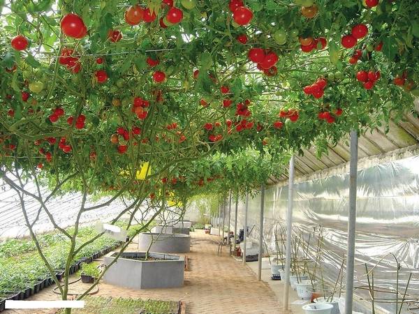 The best varieties of tomatoes for polycarbonate greenhouses