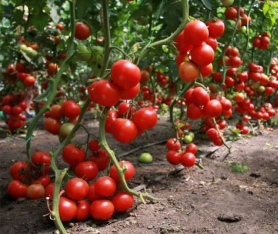 The best varieties of tomatoes for polycarbonate greenhouses