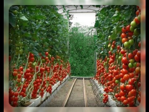 The best varieties of tomatoes for polycarbonate greenhouses: top