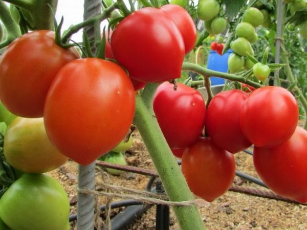 The best varieties of tomatoes for polycarbonate greenhouses: top