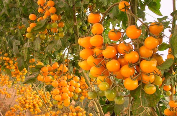 The best varieties of tomatoes for polycarbonate greenhouses: top