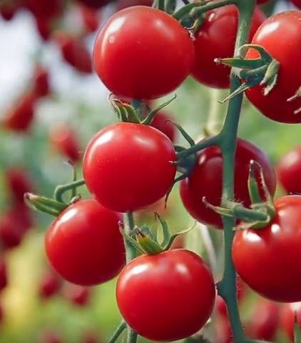 The best varieties of tomatoes for the Rostov region