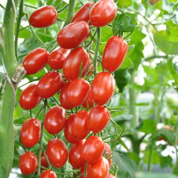 The best varieties of tomatoes for the Rostov region