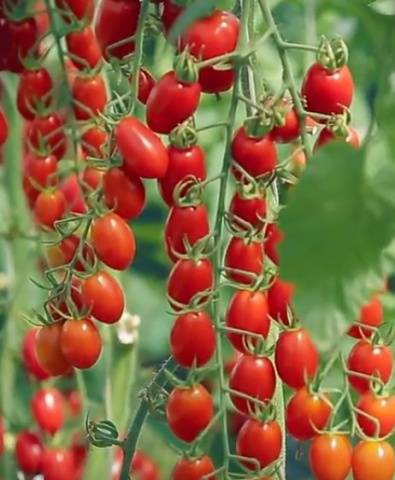 The best varieties of tomatoes for the Rostov region