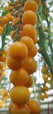 The best varieties of tomatoes for the Rostov region