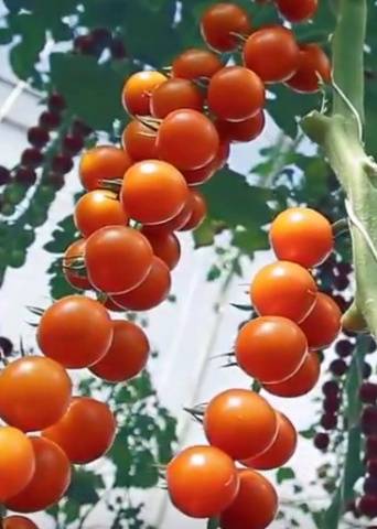 The best varieties of tomatoes for the Rostov region